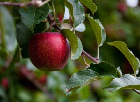 خرید و قیمت سیب درختی دماوند + فروش صادراتی